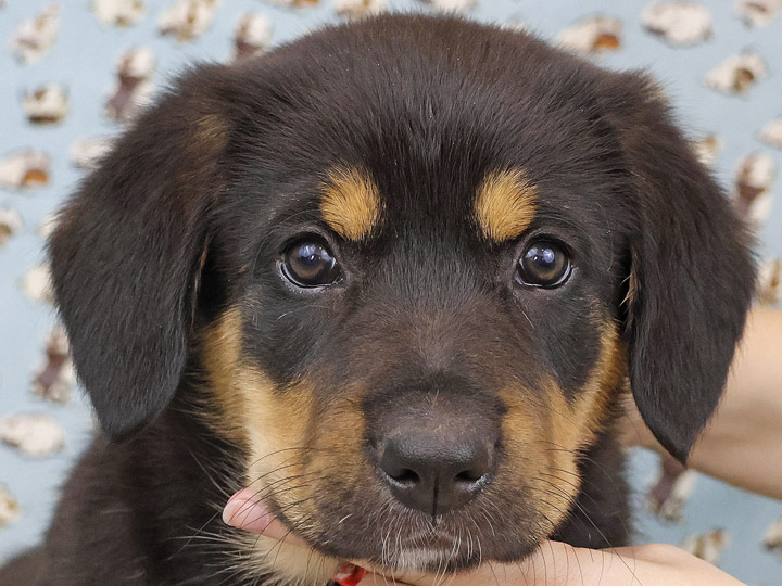 chinook puppy